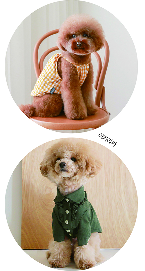 펫 패션 붐, 뉴 마켓으로 부상 3788-Image