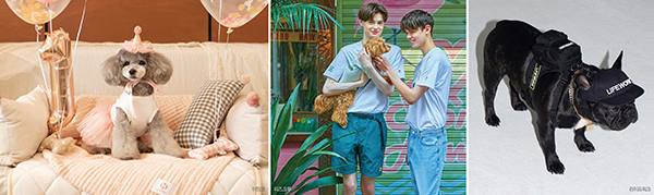 펫 패션 붐, 뉴 마켓으로 부상 66-Image