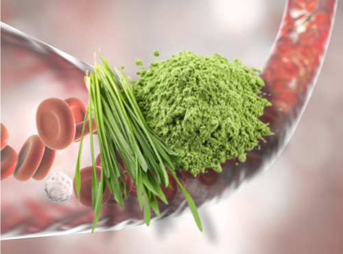 '따따베 한자연 유기농 새싹보리' 세트 프로모션 진행 480-Image