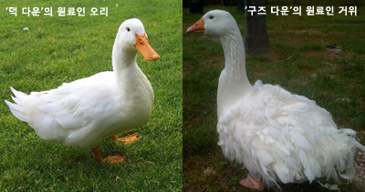 최고급 다운 소재 「더즌」 출시 175-Image