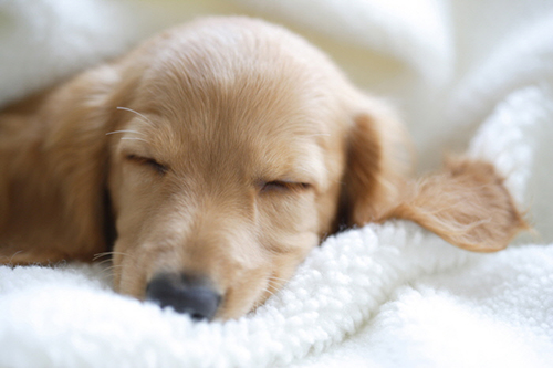 피로감 느끼는 강아지, 간 해독이 관건 95-Image