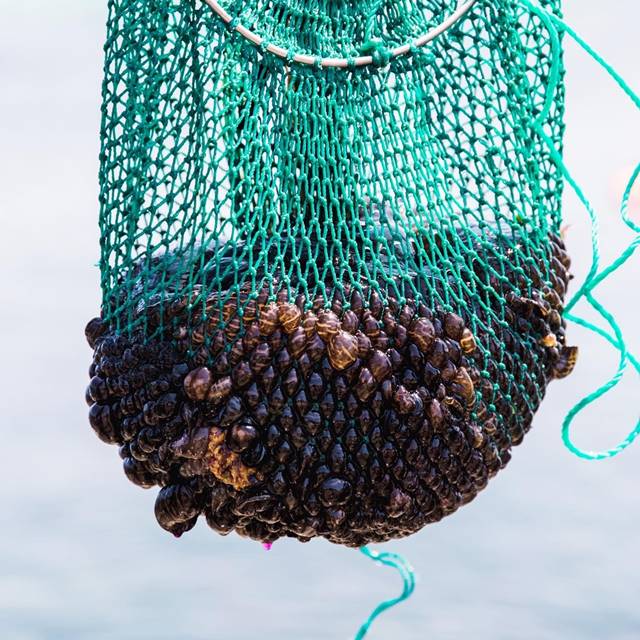 박린준 디자이너, 해녀들과 군소 활용 염색 협업 1420-Image