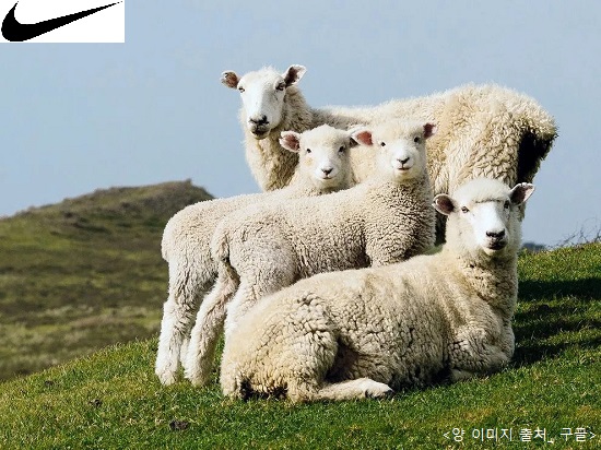 나이키, 동물권 소중… 인도적 생산 울 사용 3-Image